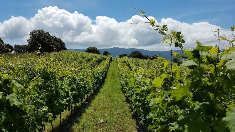 Domaine de Tremica