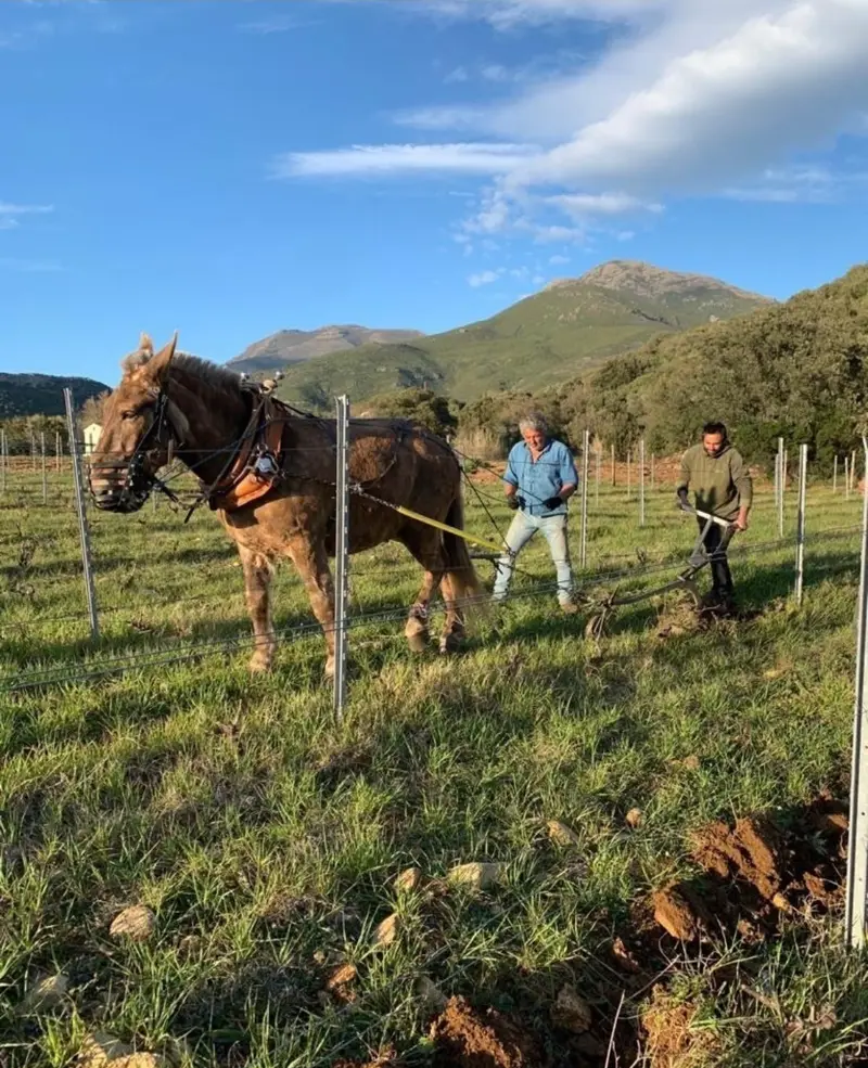 Domaine Antoine Arena