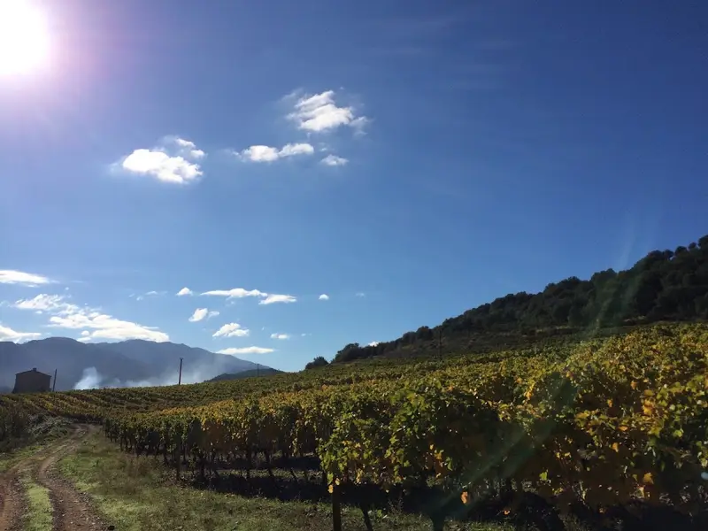 Domaine Vico