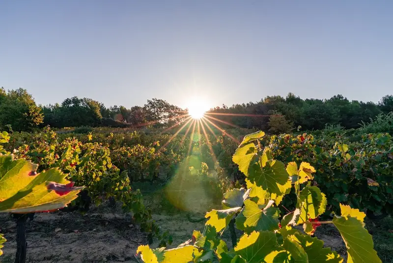 Domaine des Hauts Traversiers
