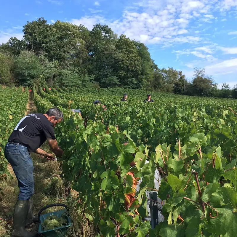 Champagne Legret et Fils