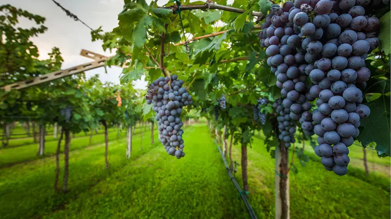 Domaine de la Belière