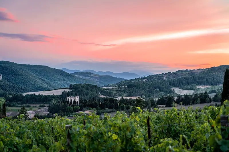 Vignoble Nicolas Therez