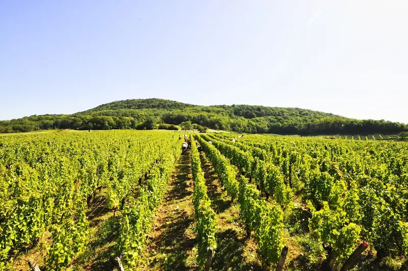 Domaine Daniel Dugois