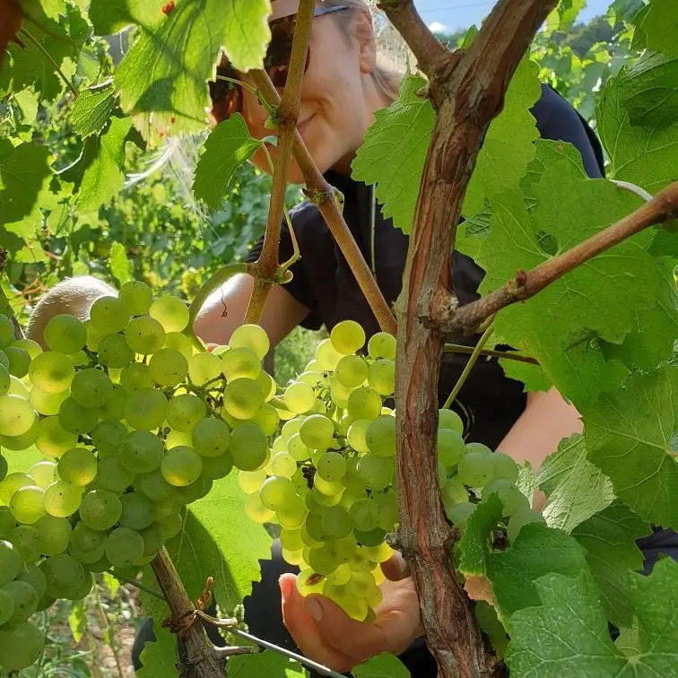 Domaine Jacqueline