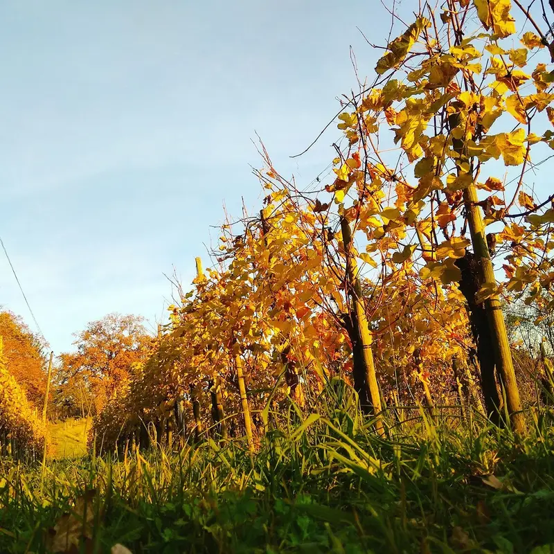 Cru Lamouroux