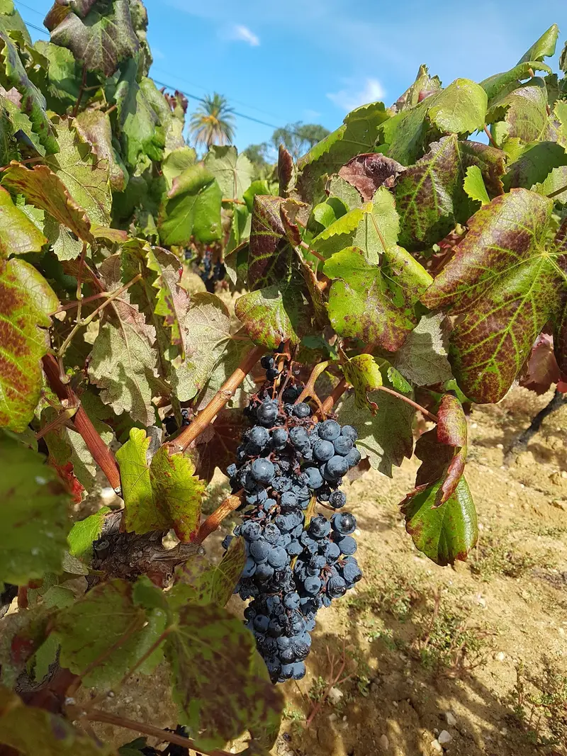 Caveau Dei Bormani