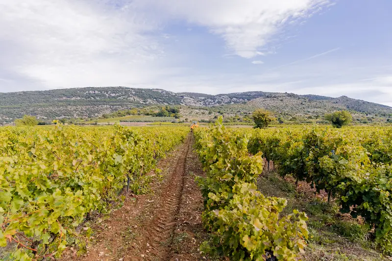 Domaine Saint Rèm