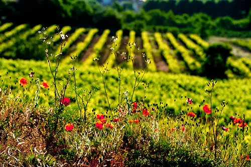 Clos Bagatelle - Domaine des 4 Vents