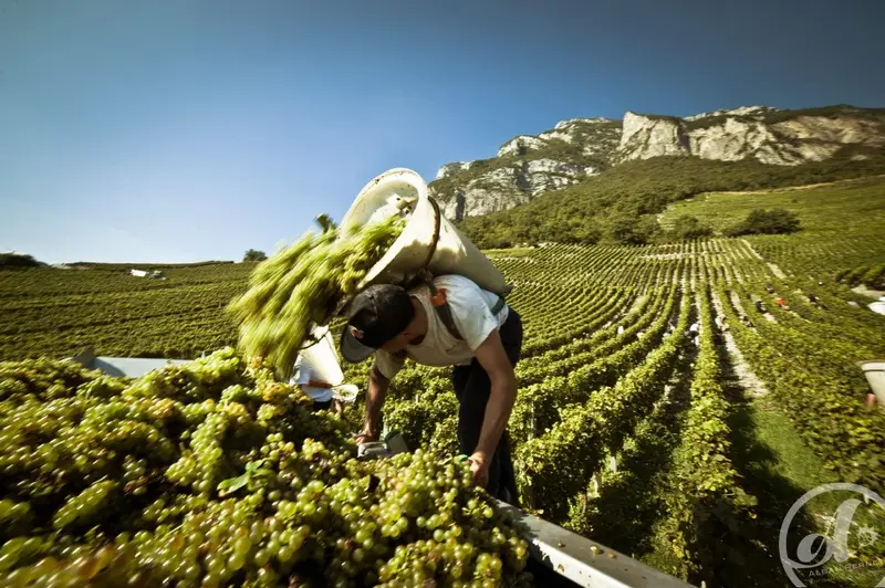 Domaine Philippe et Sylvain Ravier