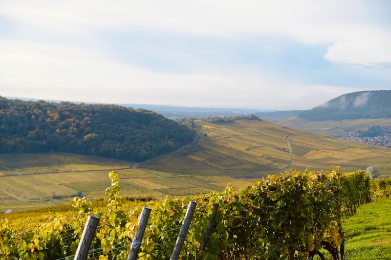 Vins Schlegel-Boeglin