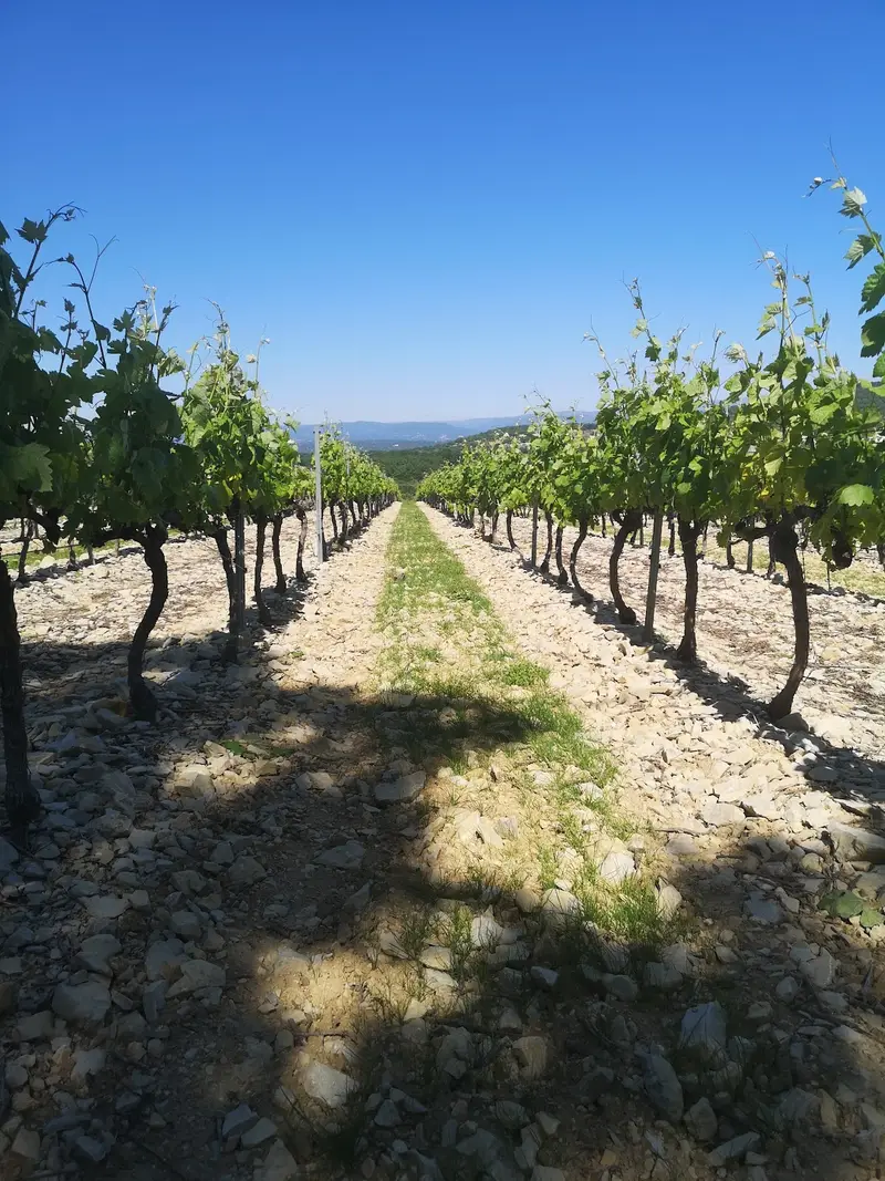 Domaine de Pécoulas