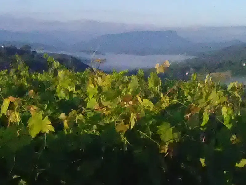 Domaine des Plantaz