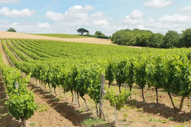 Domaine Laubarel