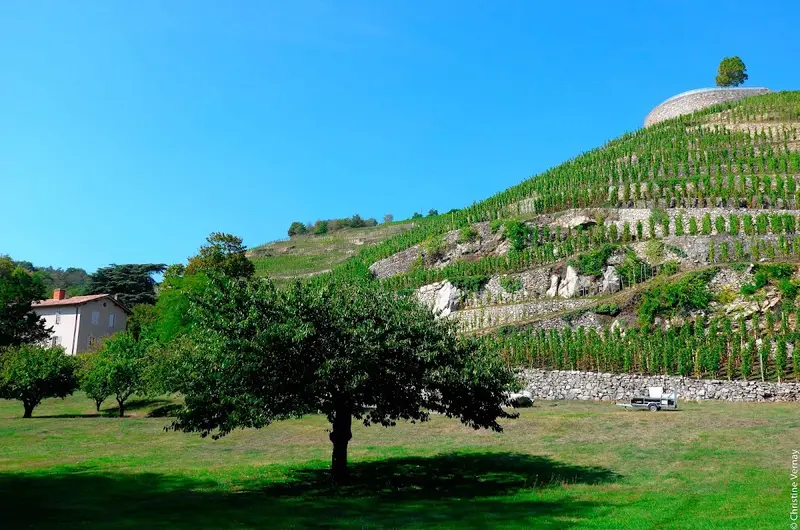 Domaine Georges Vernay