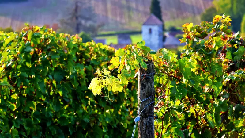 Domaine Christophe Avi - Domaine du Bois de Simon