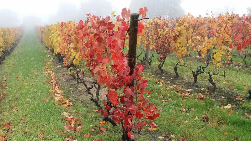 Domaine des Amphores