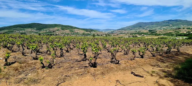 Domaine des Grandes Vignes
