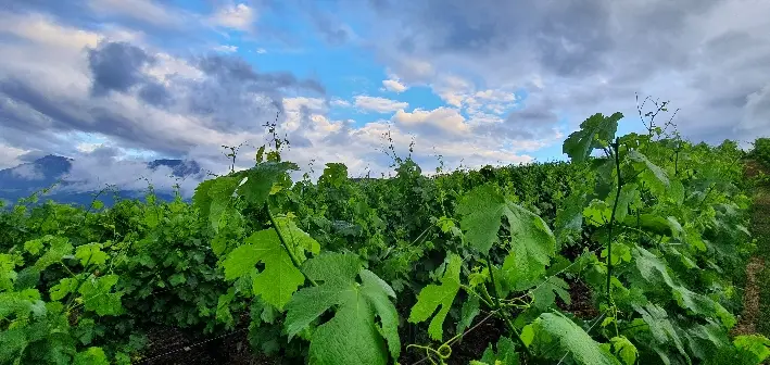 Domaine Partagé
