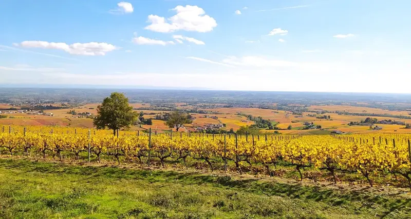 Domaine Matray & Filles