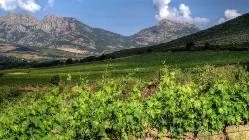 Domaine 'alzipratu